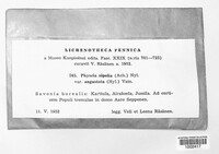 Physcia aipolia image